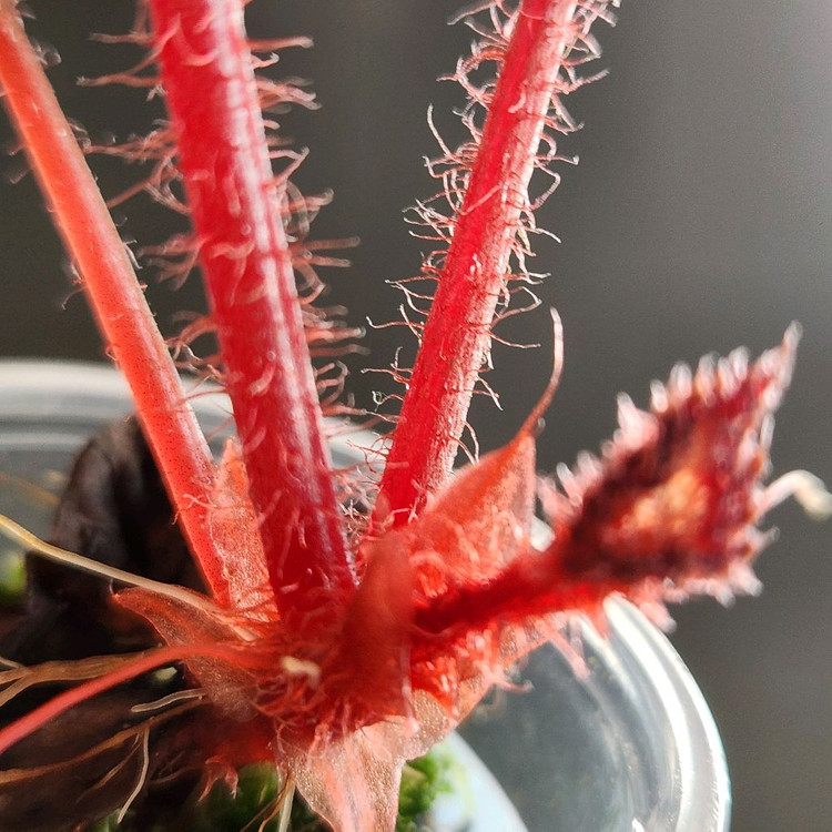 베고니아)) ds-동화--3