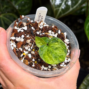 안스리움 럭셔리안스x크리스탈리넘 바리에가타