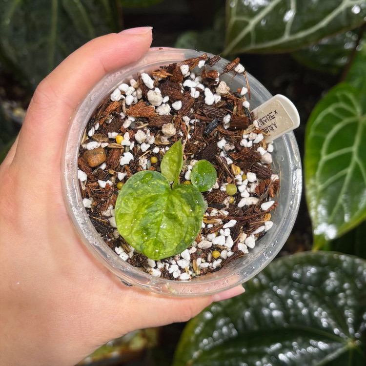 안스리움 럭셔리안스x크리스탈리넘 바리에가타--1