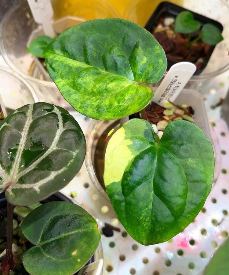 안스리움 럭셔리안스x크리스탈리넘 바리에가타--2