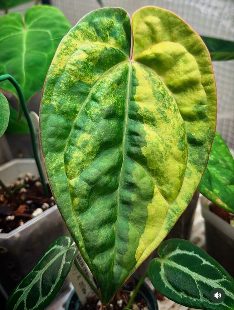 안스리움 럭셔리안스x크리스탈리넘 바리에가타--3