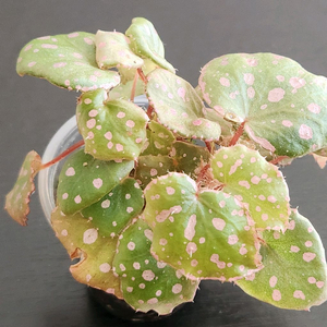 베고니아))무아라와하우.풍성함