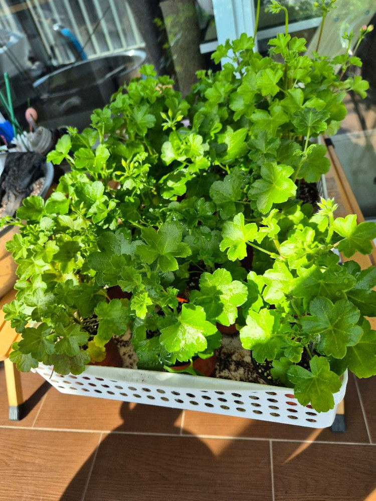 테스블러드 제라늄 러시아--1