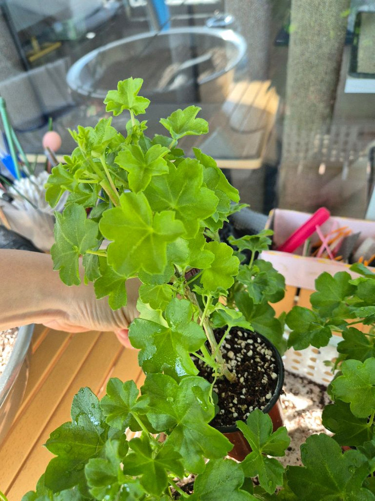 테스블러드 제라늄 러시아--2