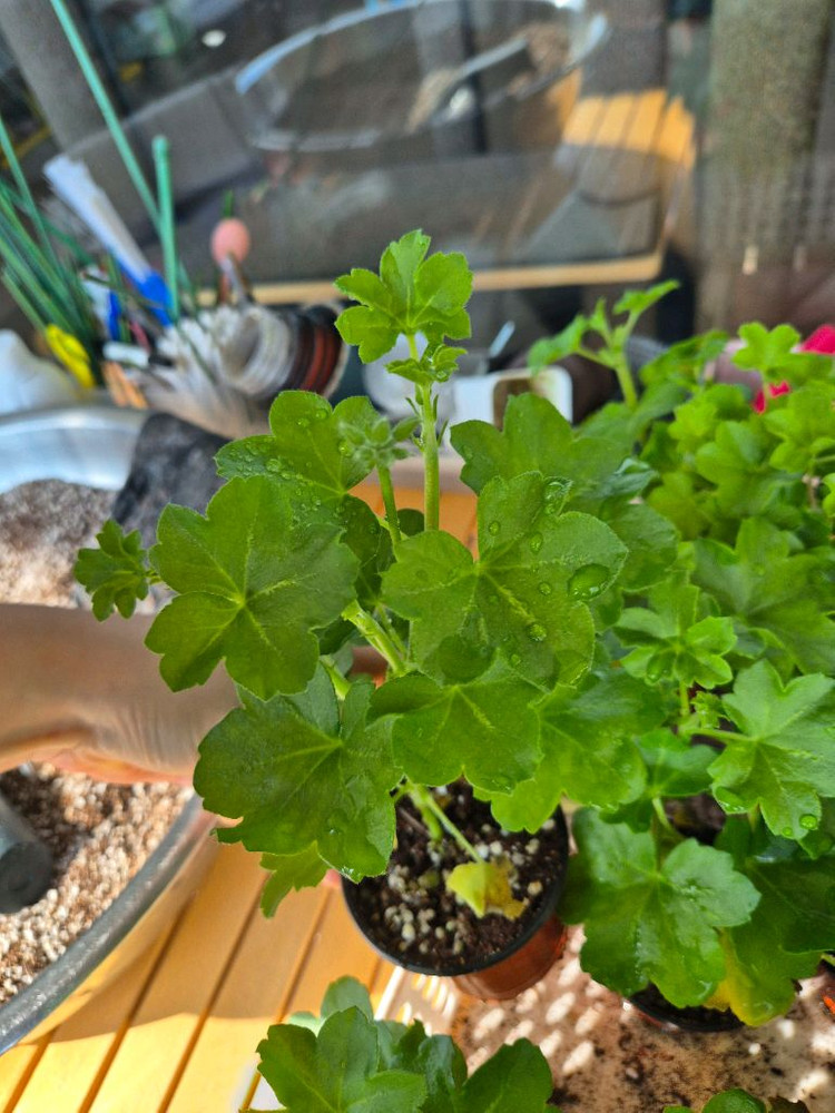 테스블러드 제라늄 러시아--3