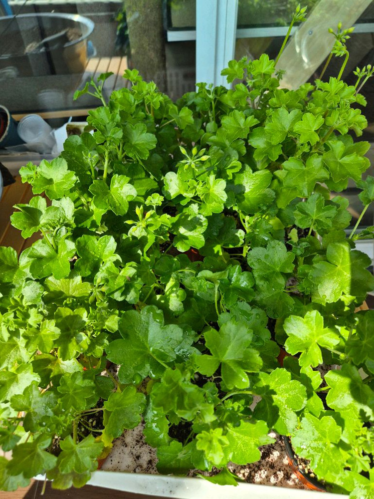 테스블러드 제라늄 러시아--4