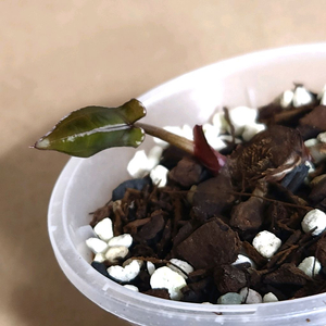 안스리움 퍼플크리스탈리넘