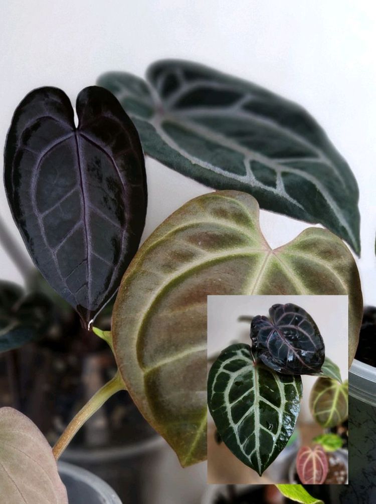 안스리움 퍼플크리스탈리넘--1