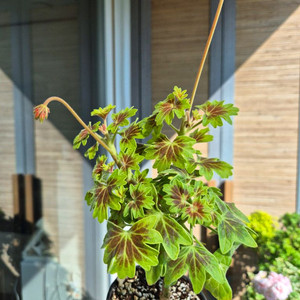 쥬이시메이플 제라늄