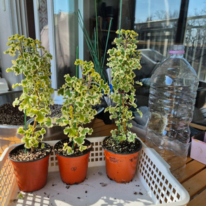 흰무늬크리스펌 제라늄