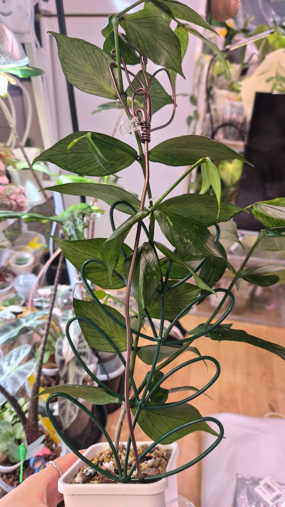 호야 폴리네우라 그린--2