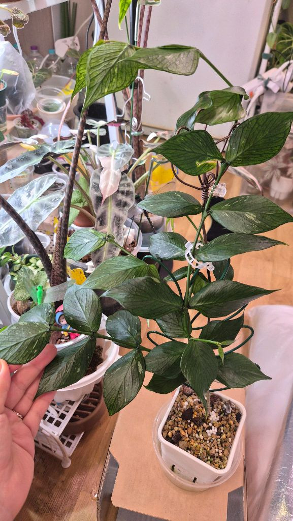 호야 폴리네우라 그린--3