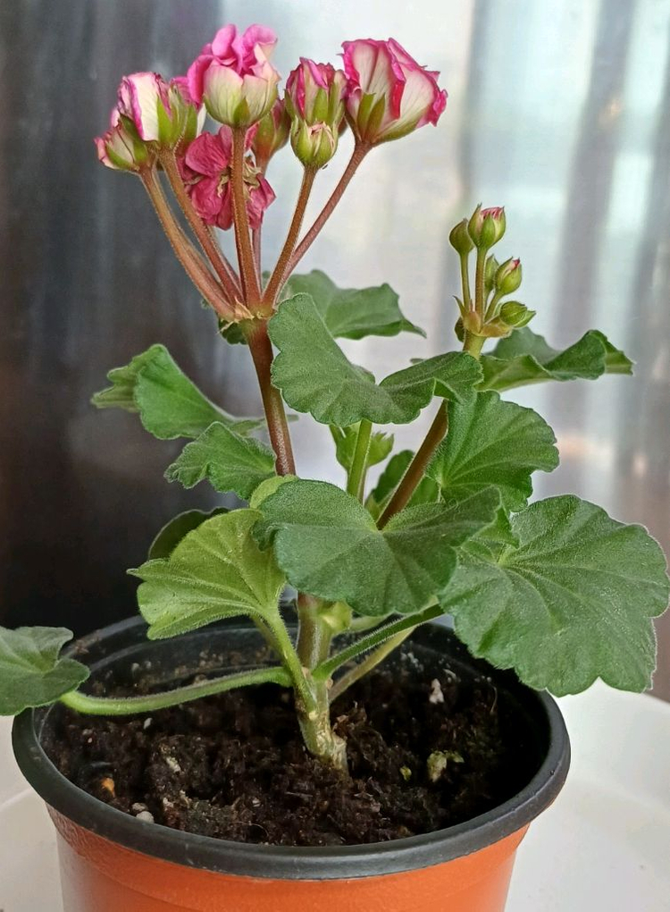 제라늄 로즈샤넬--2