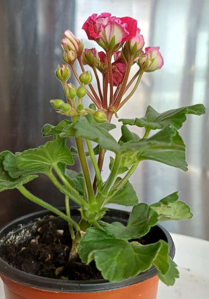 제라늄 로즈샤넬--3