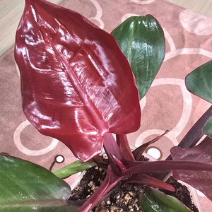 필로덴드론 임페리얼 옐로우 프레임