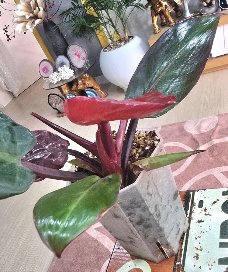 필로덴드론 임페리얼 옐로우 프레임--2