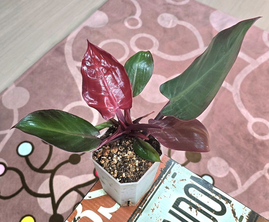 필로덴드론 임페리얼 옐로우 프레임--3