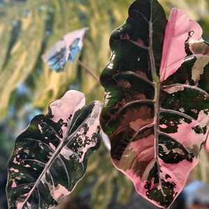 알로카시아 찬트리에 핑크바리에가타 대품