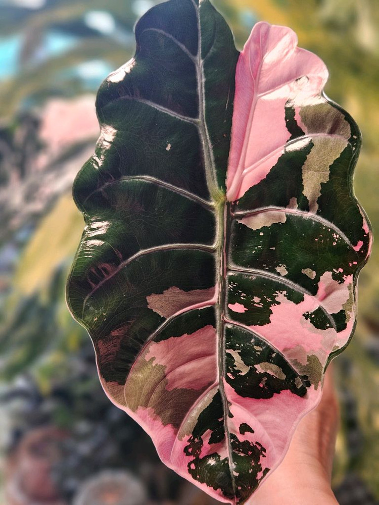 알로카시아 찬트리에 핑크바리에가타 대품--1