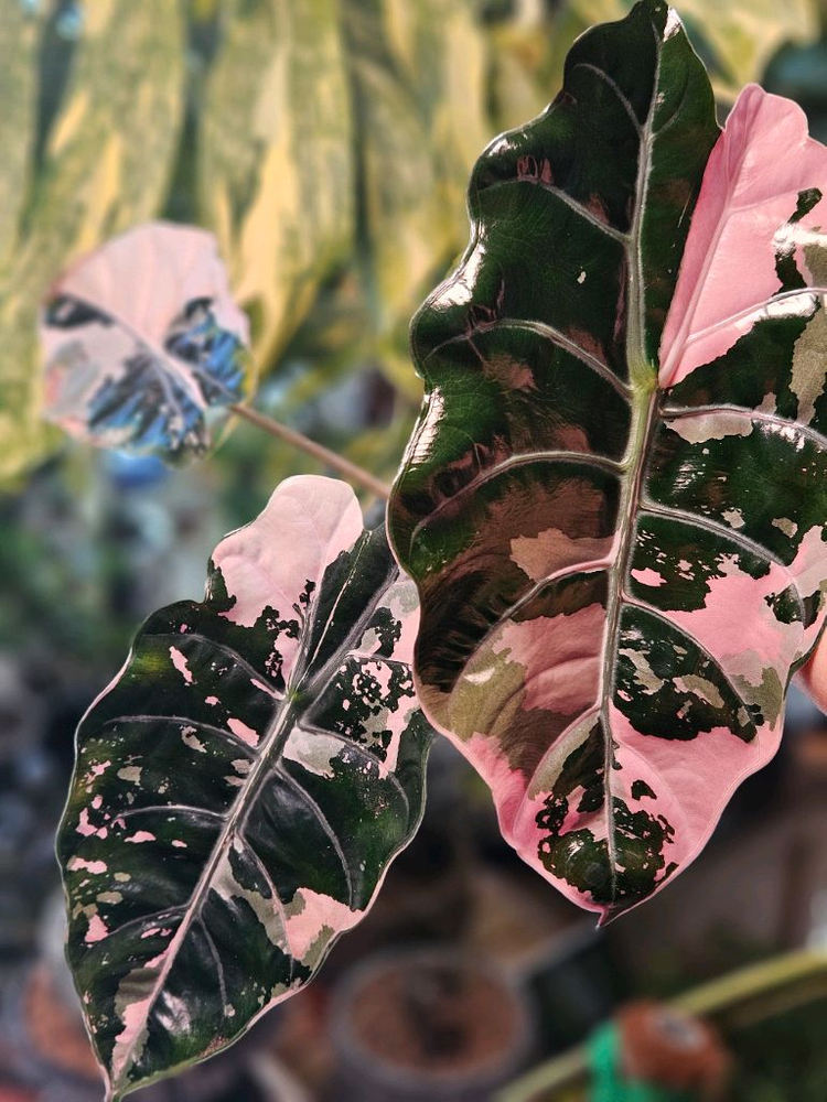 알로카시아 찬트리에 핑크바리에가타 대품--2