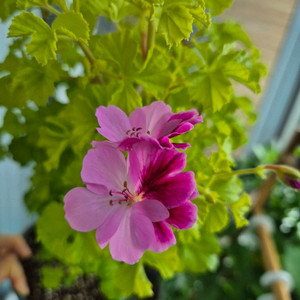 벅스웰골드애니버셔리 제라늄