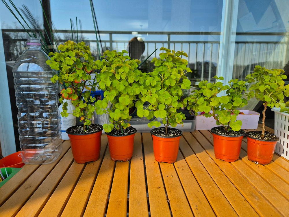 벅스웰골드애니버셔리 제라늄--1