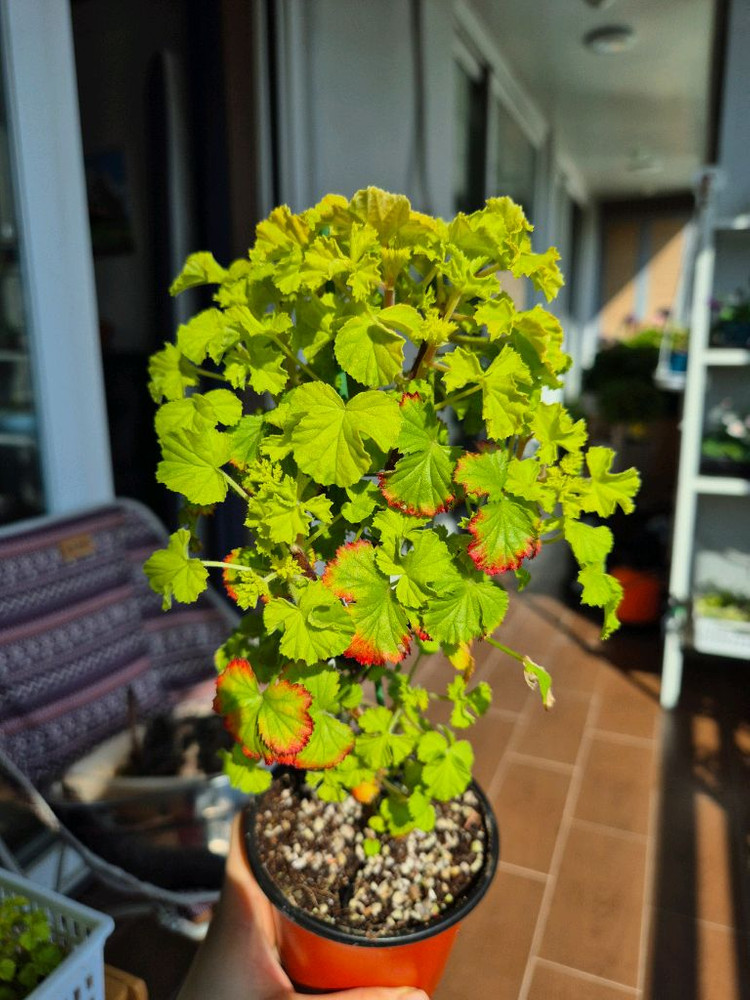 벅스웰골드애니버셔리 제라늄--2