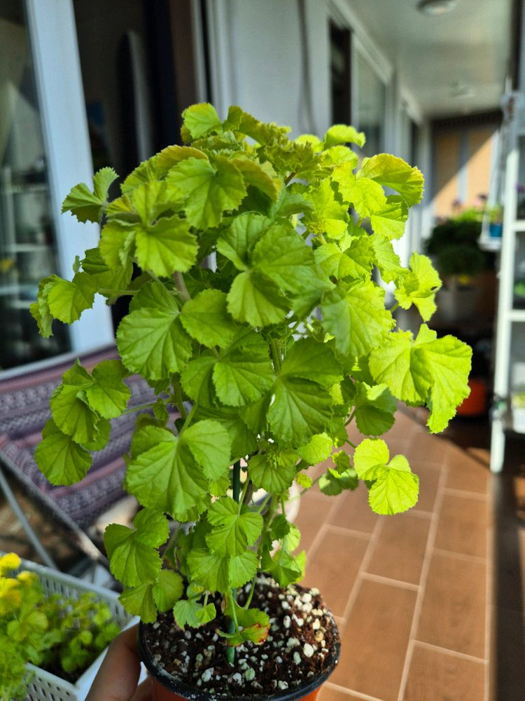 벅스웰골드애니버셔리 제라늄--3