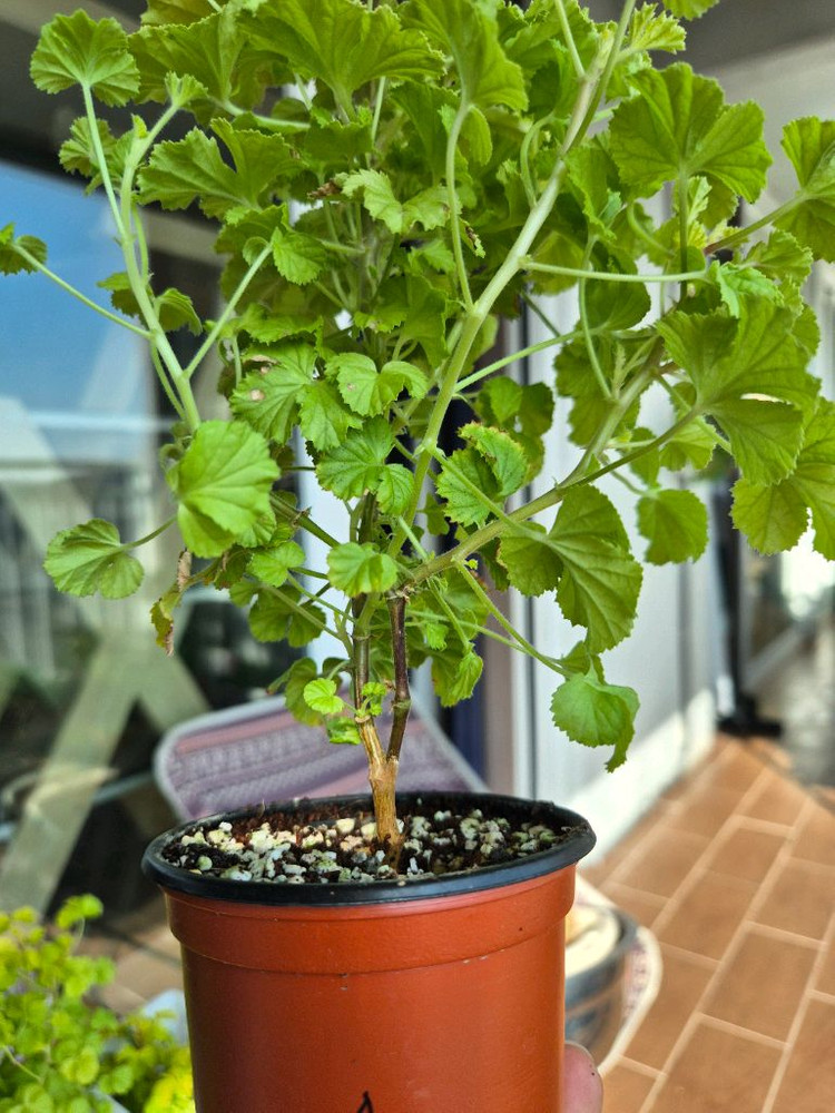 벅스웰골드애니버셔리 제라늄--6