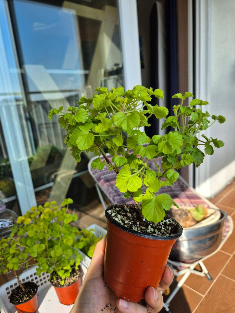 벅스웰골드애니버셔리 제라늄--7