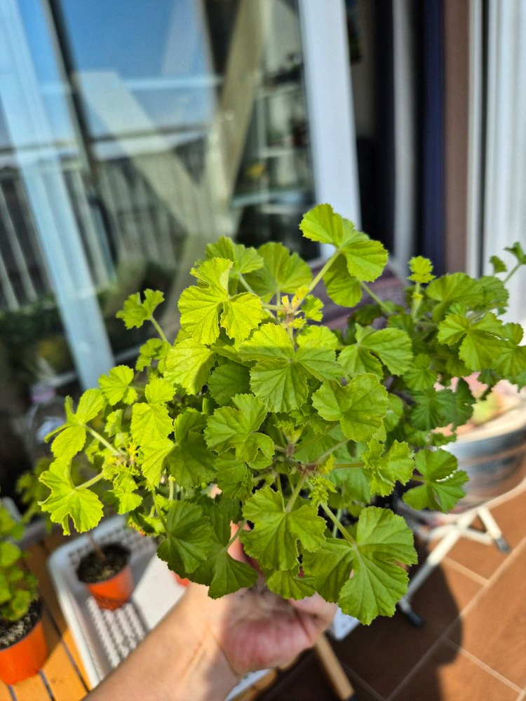 벅스웰골드애니버셔리 제라늄--8