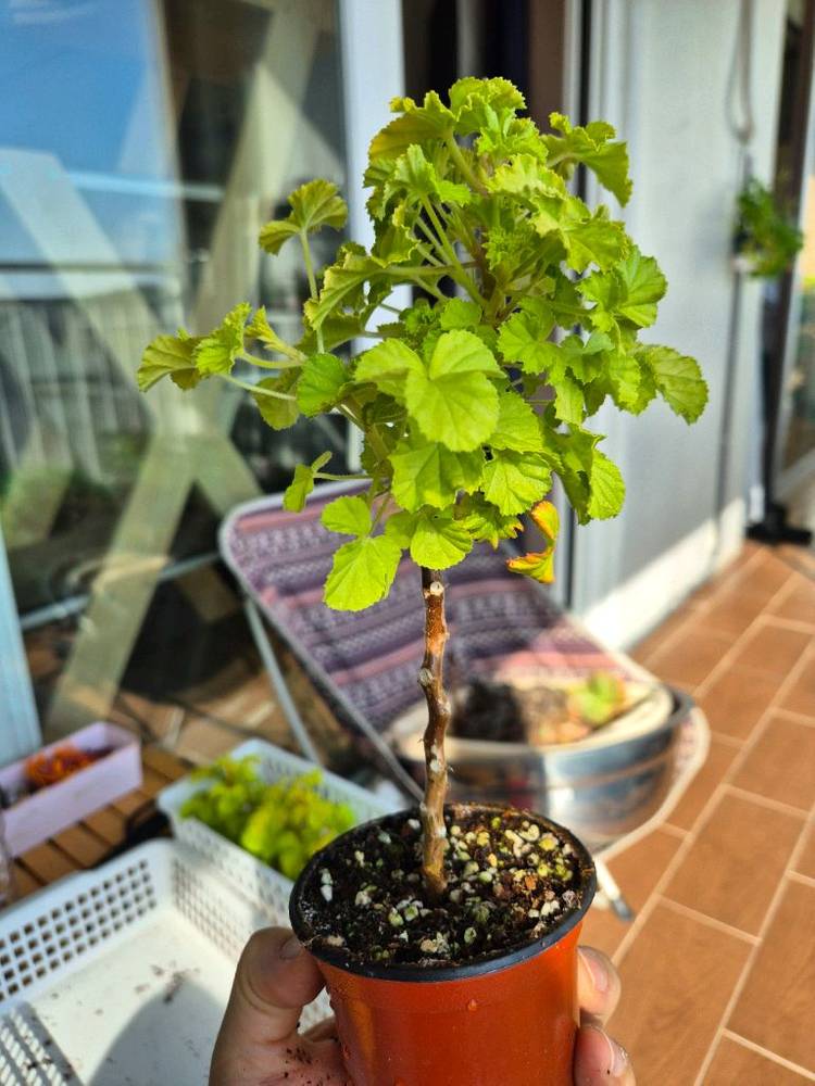 벅스웰골드애니버셔리 제라늄--9