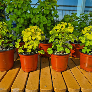 벅스웰골드애니버셔리 작은사이즈제라늄