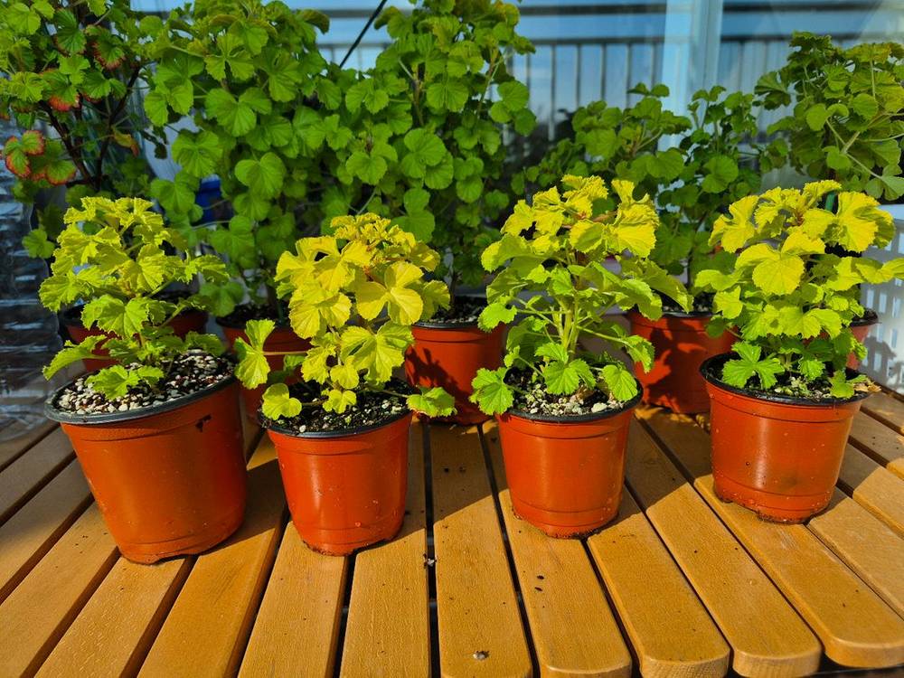 벅스웰골드애니버셔리 작은사이즈제라늄--1