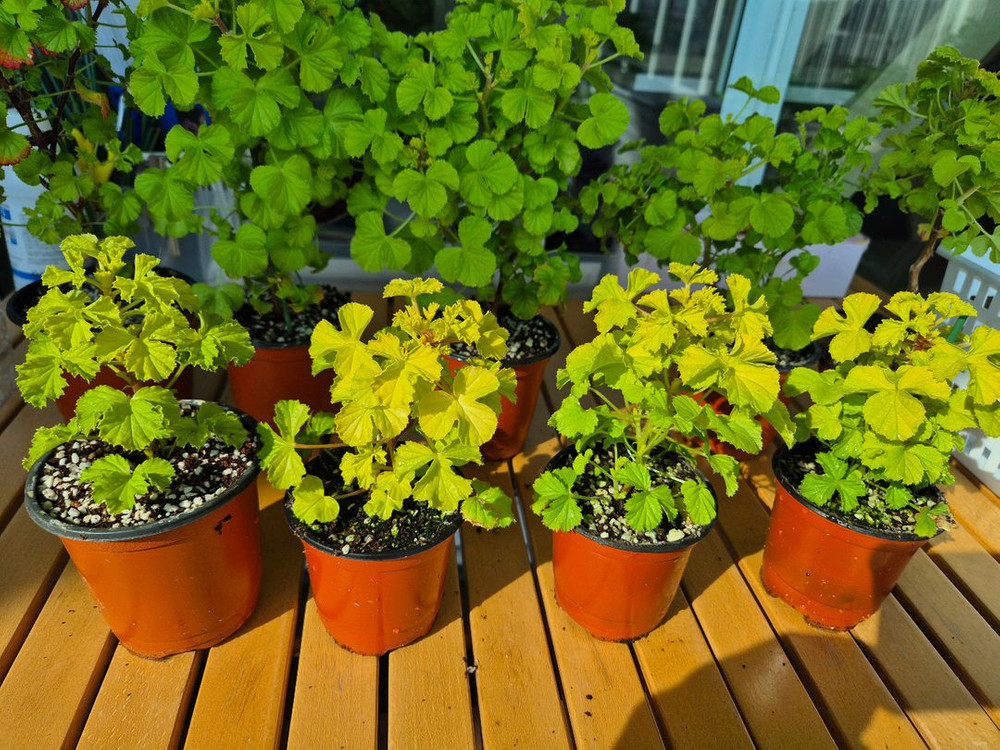 벅스웰골드애니버셔리 작은사이즈제라늄--2