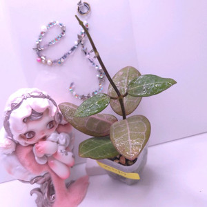 호야 엘립티카스몰리프 #no2