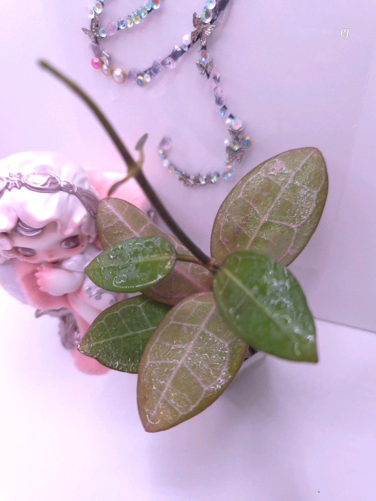 호야 엘립티카스몰리프 #no2--2