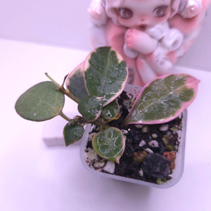 호야 아사미우노소보 #쌍촉