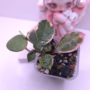 호야 아사미우노소보 #쌍촉