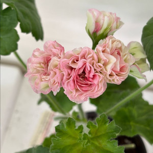 Ts물랑루즈 러시아제라늄