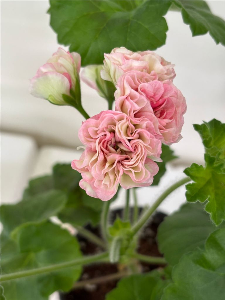 Ts물랑루즈 러시아제라늄--1