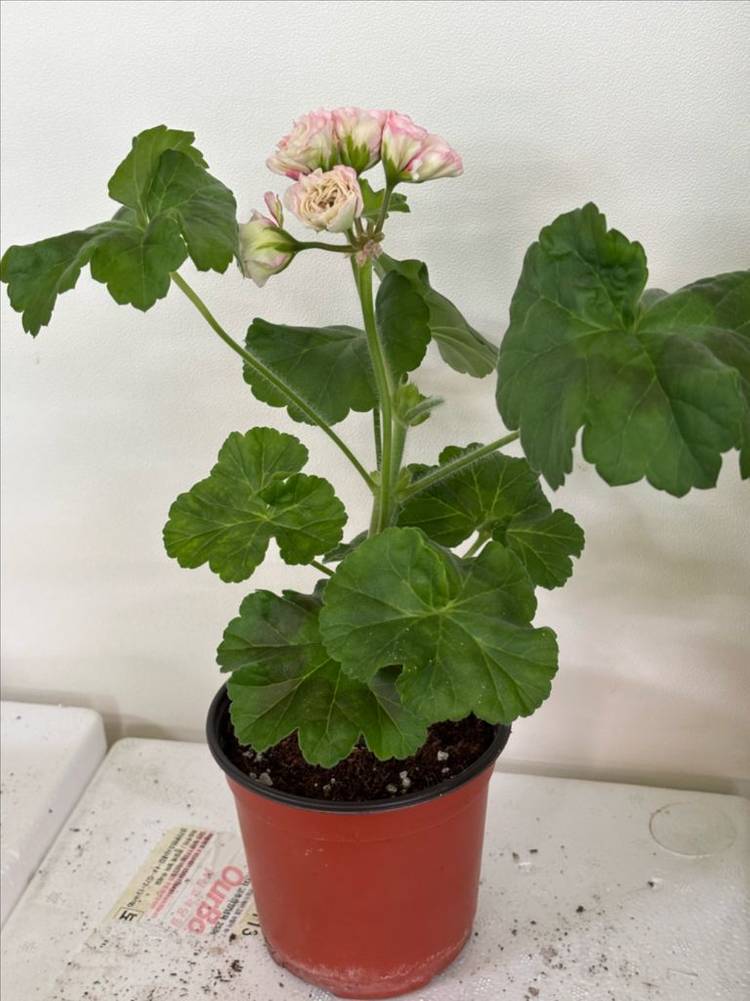 Ts물랑루즈 러시아제라늄--4