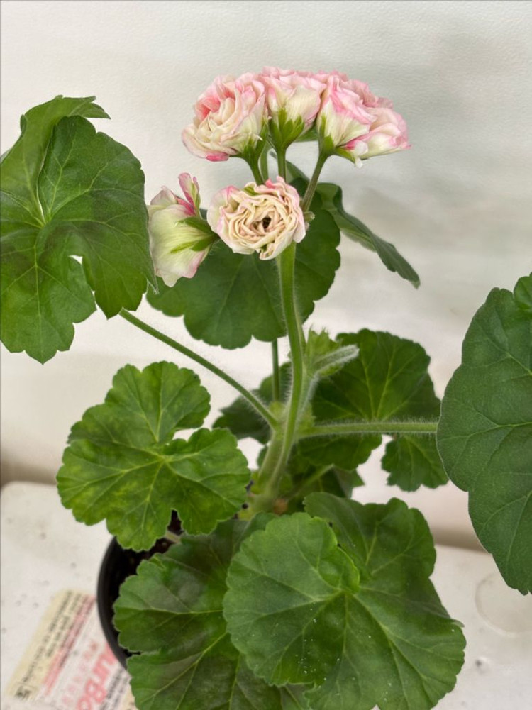 Ts물랑루즈 러시아제라늄--5