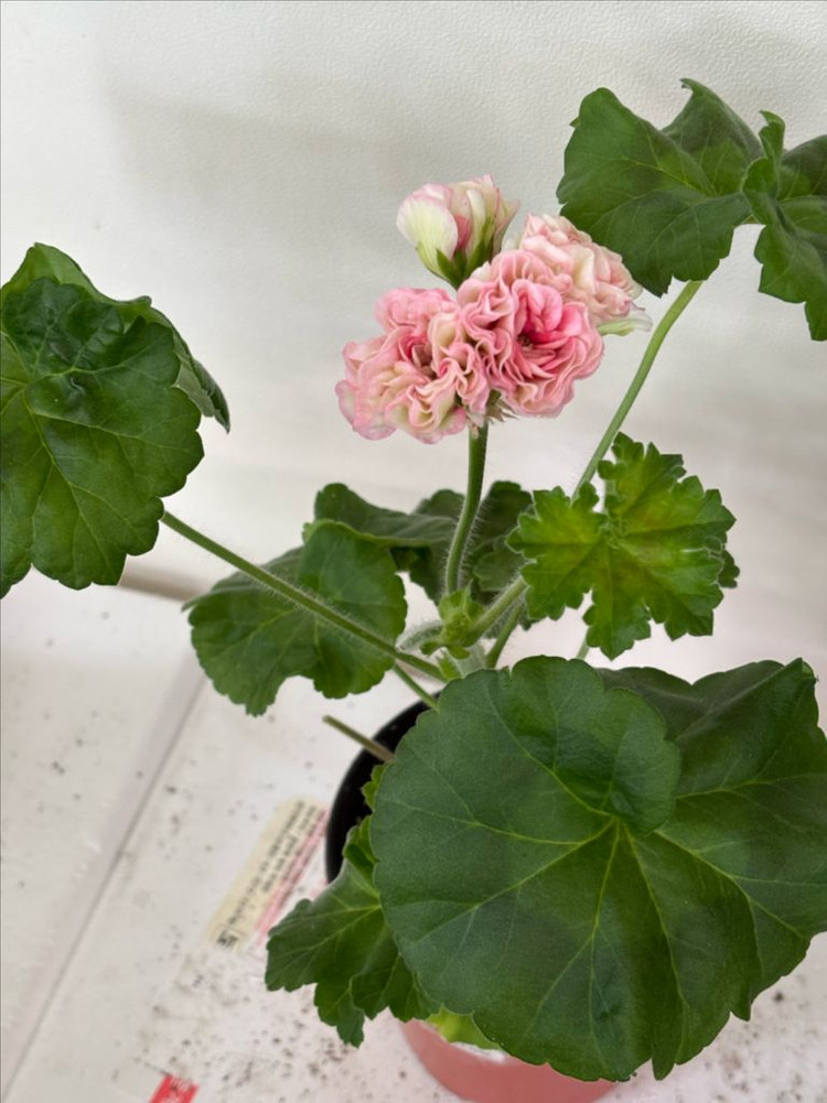 Ts물랑루즈 러시아제라늄--6