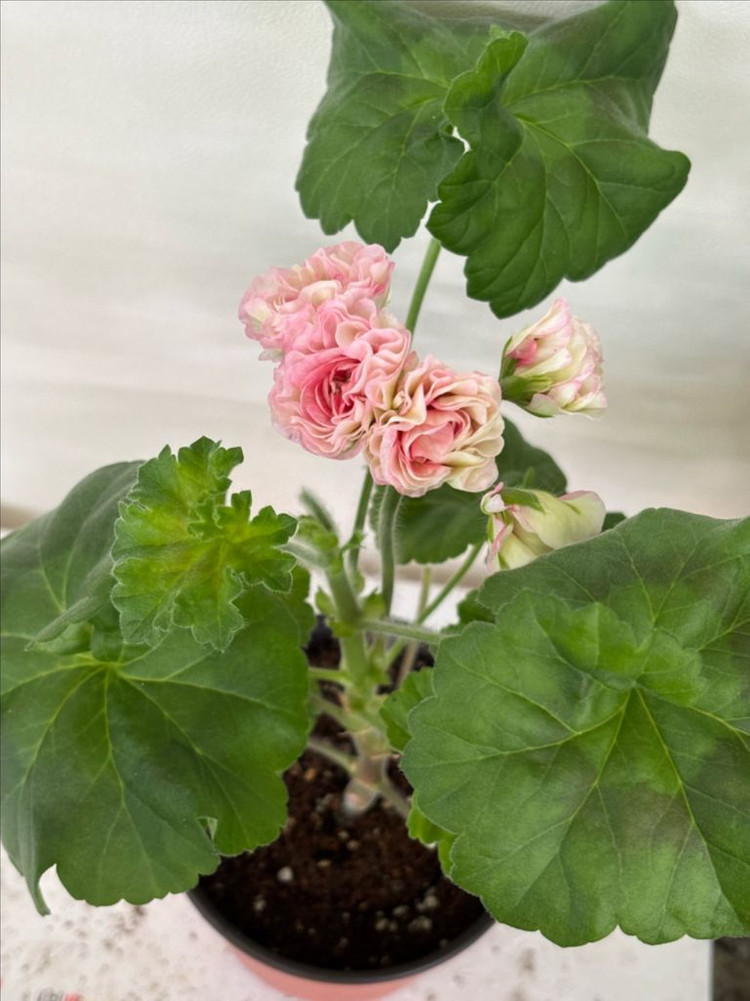 Ts물랑루즈 러시아제라늄--7