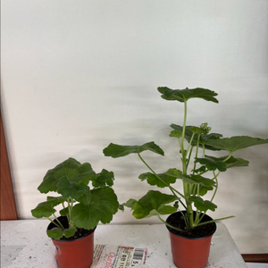 미스블리자드 M라니아프린세스 러한 제라늄