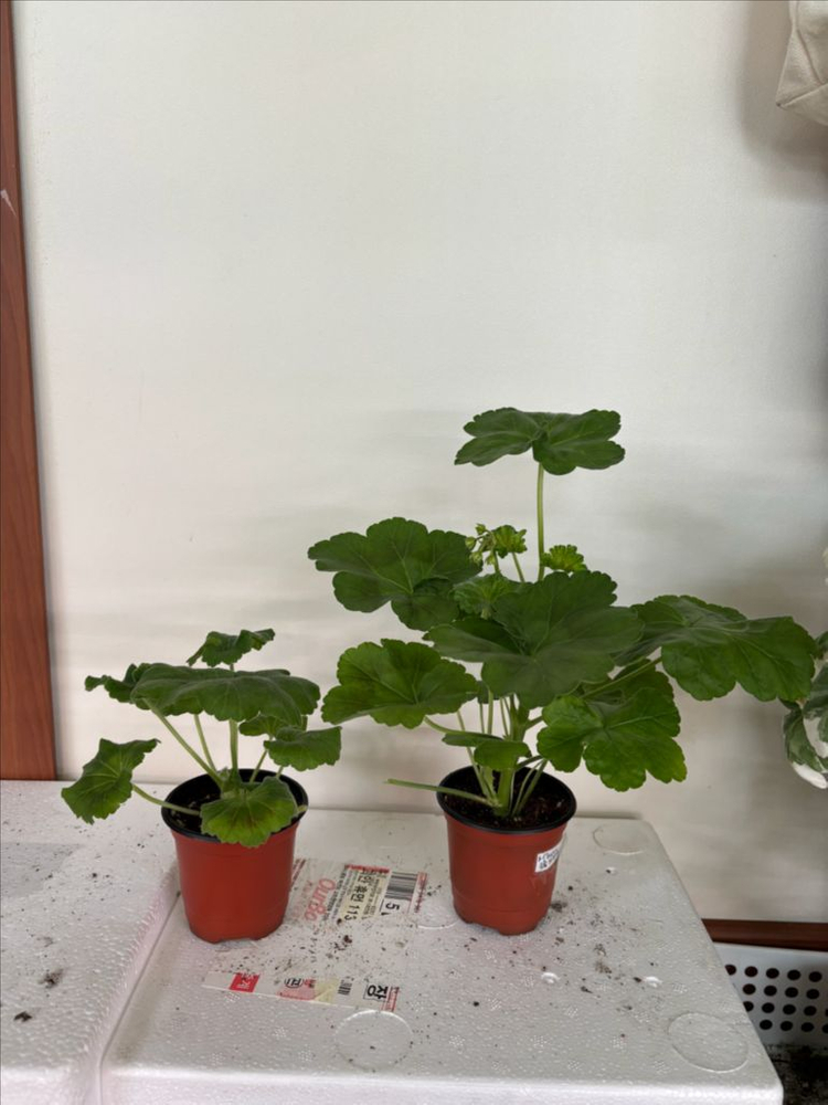 미스블리자드 M라니아프린세스 러한 제라늄--1