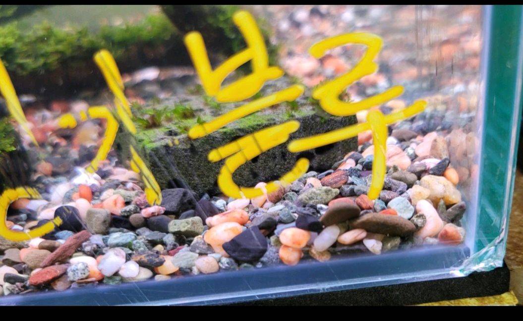 이나간 어항,수조 두개 나눔.수족관.30배럭--2