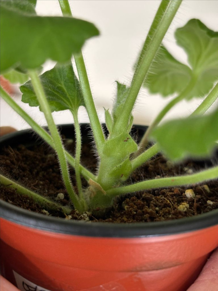 미스블리자드 M라니아프린세스 러한 제라늄--2