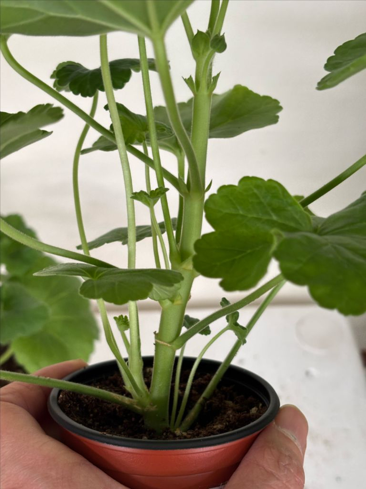 미스블리자드 M라니아프린세스 러한 제라늄--3